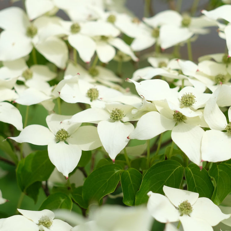 Cornus Kousa