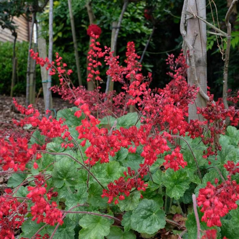 Heuchera - Sanguinea Ruby Bells