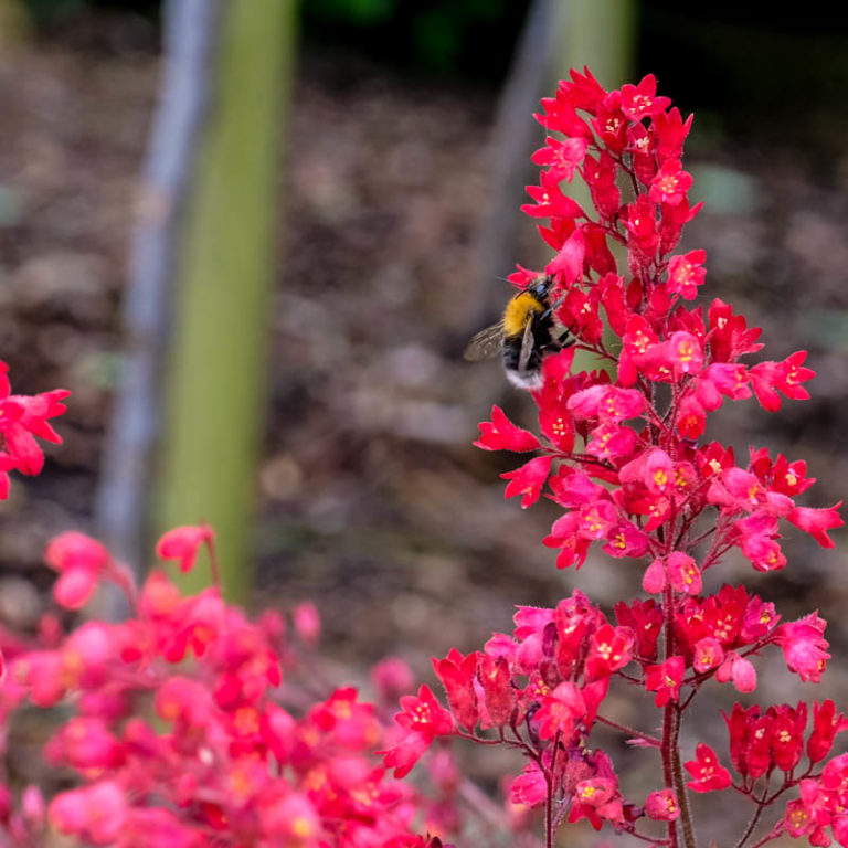 Heuchera - Sanguinea Ruby Bells