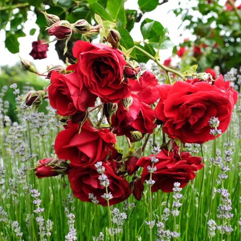 Rosa floribunda "Sympathie"