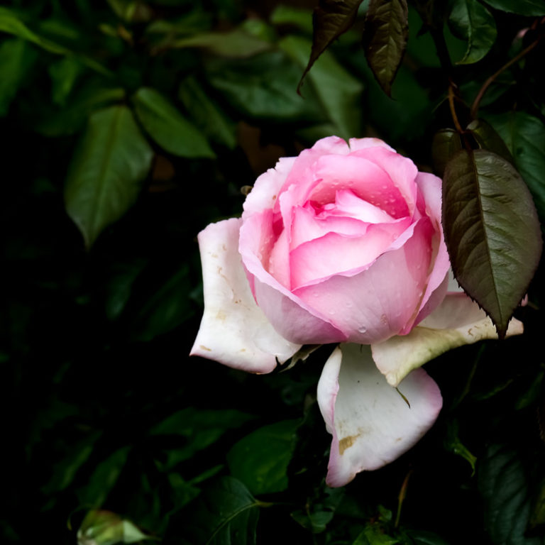 Rosa "Honoré de Balzac"