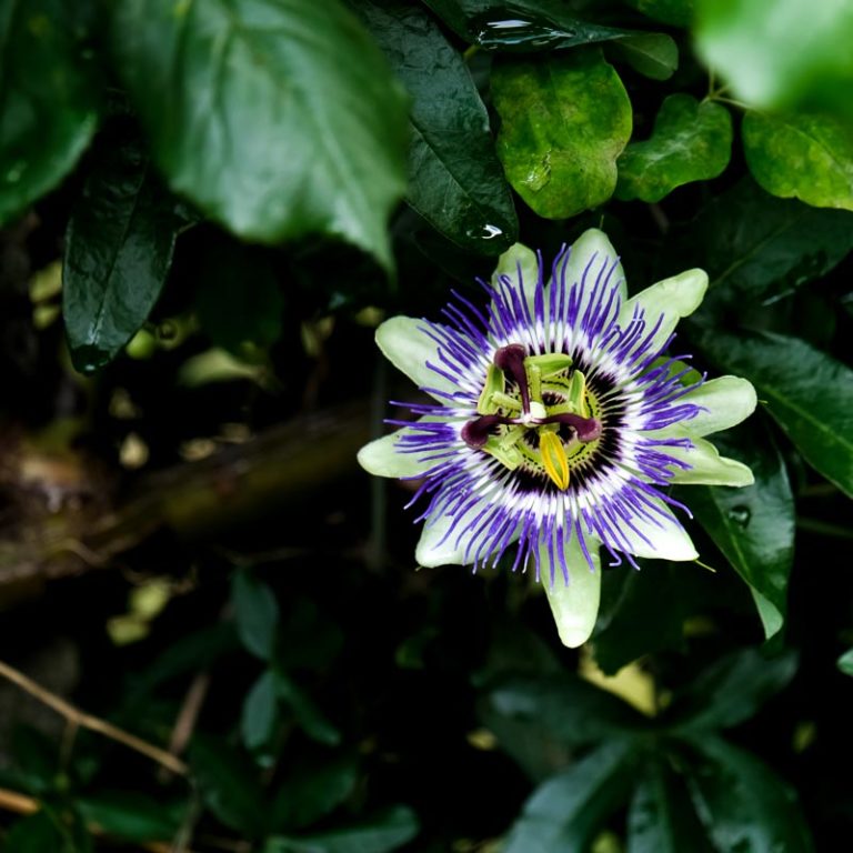 Passiflora caerulea - Passiebloem