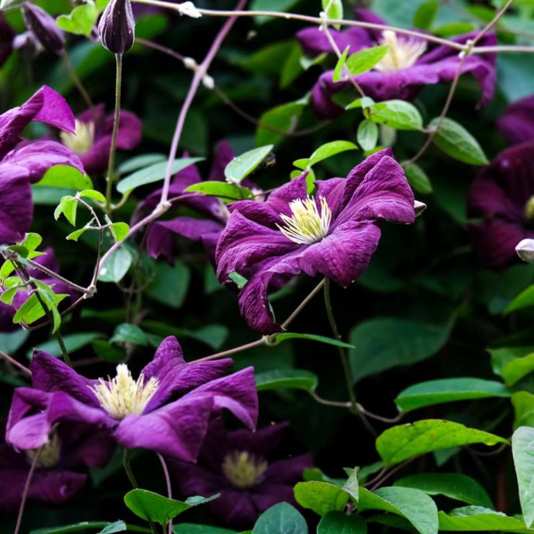 Clematis "Blue Belle"