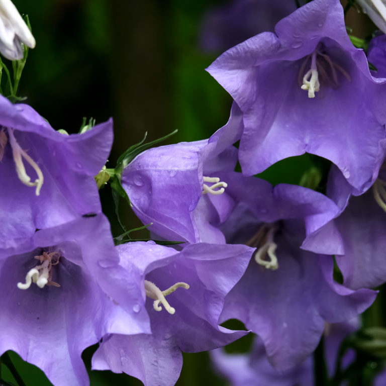 Campanula persicifolia