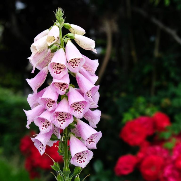 Digitalis Purpurea - Vingerhoedskruid