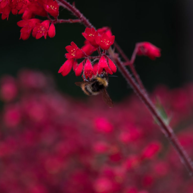 Heuchera - Sanguinea Ruby Bells