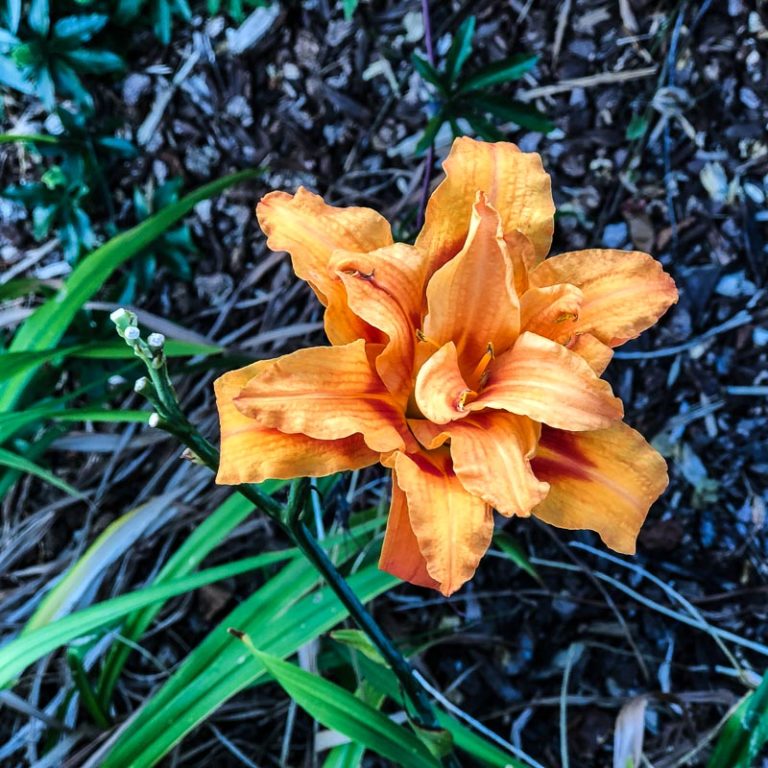 Hemerocallis fulva, Daglelie